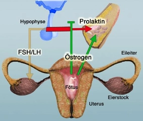 Prolaktin Belirtileri ve Tedavisi